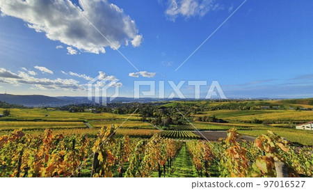 Wine growing area and natural landscapes with colorful vines in autumn around Stuttgart in Baden Wuerttemberg Wine growing area and natural landscapes with colorful vines in autumn around Stuttgart in Baden Wuerttemberg 97016527