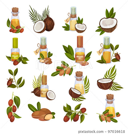 Jojoba and Coconut Organic Oil in Jar with Green Foliage Big Vector Set 97016618