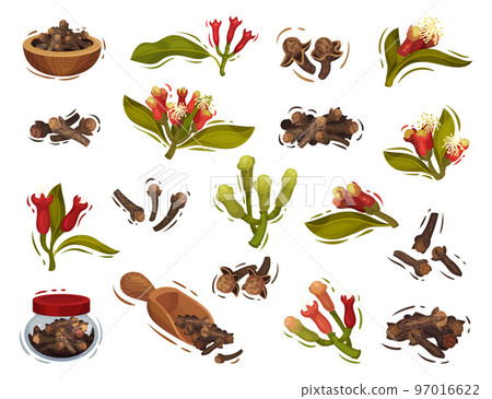 Dried Cloves Condiment and Fragrant Carnation Herb Blossom Big Vector Set 97016622