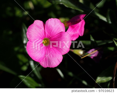 Pink oxalis flowers in the sunshine (river's oxalis) Pink oxalis flowers in the sunshine (river's oxalis) 97016623