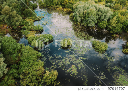 Aerial view of green forest and river marsh landscape in summer. Top view of european nature from high attitude in summer. Bird's eye view. Belarus 97016707