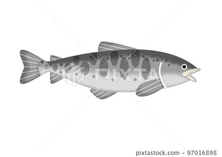 山間溪流釣魚河釣魚yamame插畫 97016898