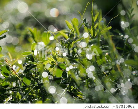 雨後公園的花壇（晨露和陽光下的雜草） 97016962