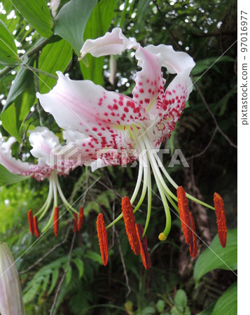 瀧百合(鹿子百合的品種)花 97016977