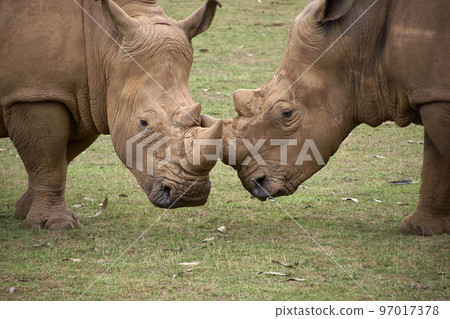 Two rhinoceroses facing each other head to head 97017378