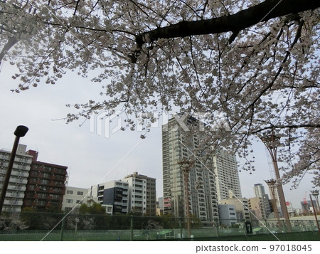 Cherry blossoms in full bloom at Utsubo Park (Nishi Ward, Osaka) Cherry blossoms in full bloom at Utsubo Park (Nishi Ward, Osaka) 97018045