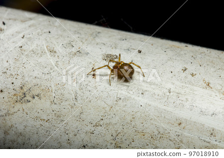Spiders in the wilderness in the corners of the house 97018910