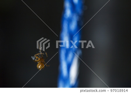 Spiders in the wilderness in the corners of the house 97018914