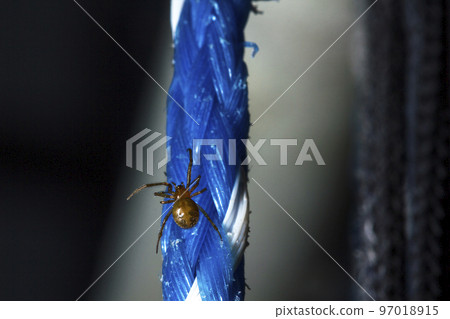 Spiders in the wilderness in the corners of the house 97018915