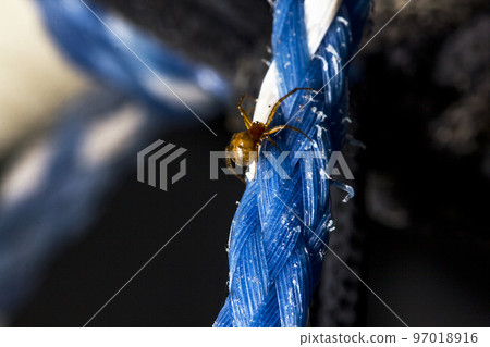 Spiders in the wilderness in the corners of the house 97018916