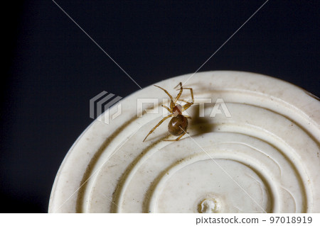 Spiders in the wilderness in the corners of the house 97018919