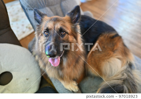 A smiling shepherd relaxing in her favorite legless chair A smiling shepherd relaxing in her favorite legless chair 97018923
