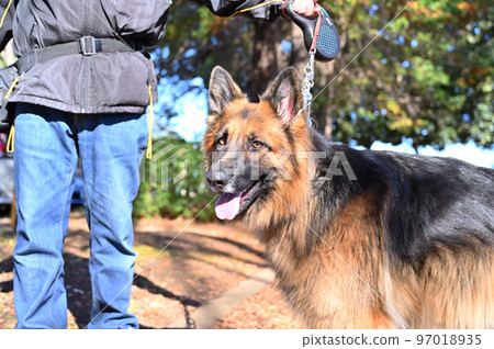 Close-up of a male owner and a smiling shepherd 97018935