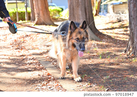 Shepherd walking on a double lead 97018947