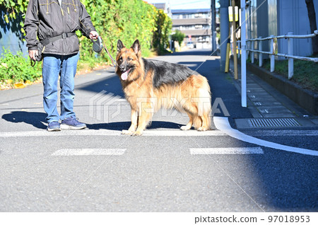 A Shepherd stopping with a man at an intersection 97018953