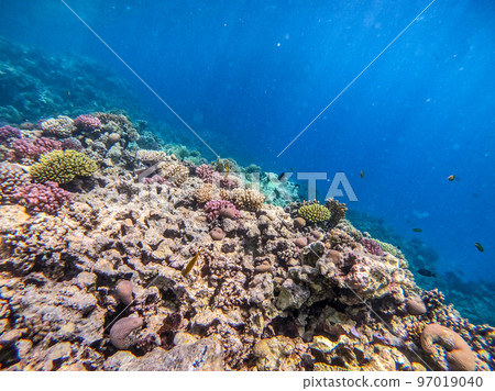 Underwater life of reef with corals and tropical fish. Coral Reef at the Red Sea, Egypt. 97019040