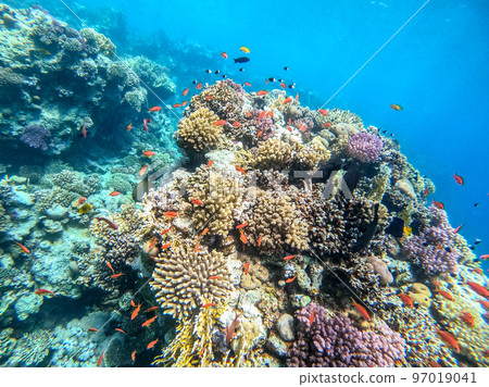 Underwater life of reef with corals, shoal of Lyretail anthias (Pseudanthias squamipinnis) and other kinds of tropical fish. Coral Reef at the Red Sea, Egypt. 97019041