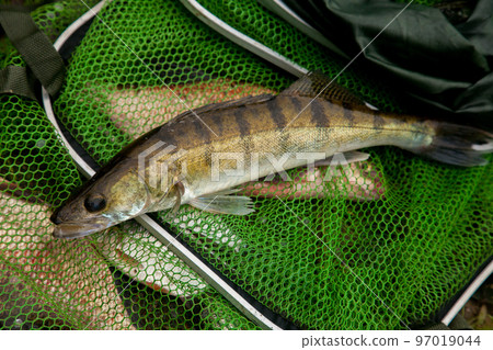 Freshwater zander on keepnet with fishery catch in it.. 97019044