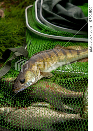 Freshwater zander on keepnet with fishery catch in it.. 97019064