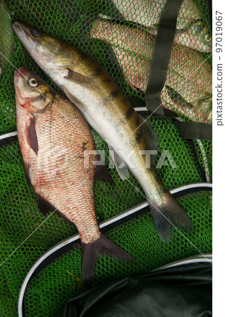 Freshwater zander and common bream fish on keepnet with fishery catch in it.. 97019067