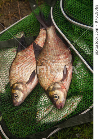 Two big freshwater common bream fish on green fishing net.. 97019068