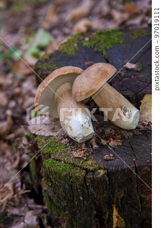 Several boletus mushroom in the wild. Porcini mushroom (Boletus aereus) on old fungy hemp in forest at autumn season.. Several boletus mushroom in the wild. Porcini mushroom (Boletus aereus) on old fungy hemp in forest at autumn season.. 97019111