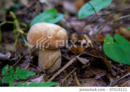 Single Boletus mushroom in the wild. Porcini mushroom grows on the forest floor at autumn season.. Single Boletus mushroom in the wild. Porcini mushroom grows on the forest floor at autumn season.. 97019112