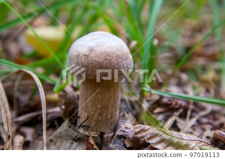 Boletus mushroom in the wild. Porcini mushroom grows on the forest floor at autumn season.. Boletus mushroom in the wild. Porcini mushroom grows on the forest floor at autumn season.. 97019113