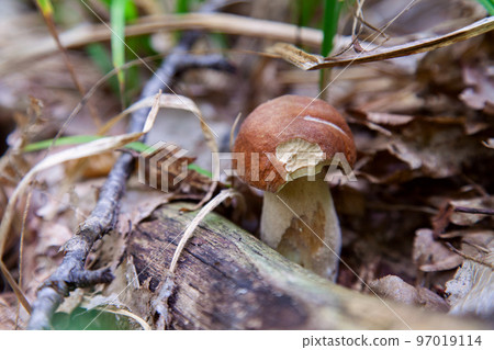 Boletus mushroom in the wild. Porcini mushroom grows on the forest floor at autumn season.. Boletus mushroom in the wild. Porcini mushroom grows on the forest floor at autumn season.. 97019114