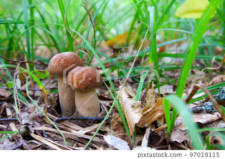 Mushroom family of boletus mushroom in the wild. Porcini mushroom grows on the forest floor at autumn season.. Mushroom family of boletus mushroom in the wild. Porcini mushroom grows on the forest floor at autumn season.. 97019115