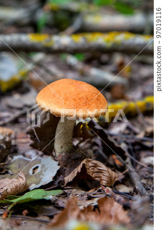 Single red boletus mushroom in the wild. Red boletus mushroom grows on the forest floor at autumn season.. 97019116