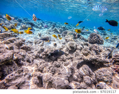 Shoal of differend kinds of the fish - sailfin tang, Longnose Parrotfish, Picasso trigger, Birdmouth wrasse, Klunzinger's wrasse and other tropical fish swimming at the coral reef in the Red Sea, Shoal of differend kinds of the fish - sailfin tang, Longnose Parrotfish, Picasso trigger, Birdmouth wrasse, Klunzinger's wrasse and other tropical fish swimming at the coral reef in the Red Sea, 97019117