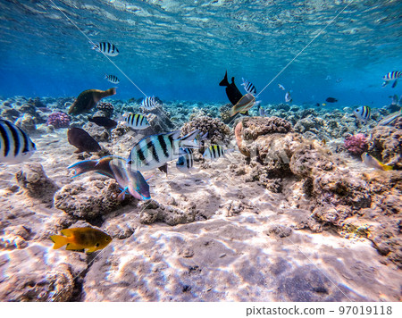 Shoal of differend kinds of the fish - sailfin tang, Longnose Parrotfish, Picasso trigger, Birdmouth wrasse, Klunzinger's wrasse and other tropical fish swimming at the coral reef in the Red Sea, Shoal of differend kinds of the fish - sailfin tang, Longnose Parrotfish, Picasso trigger, Birdmouth wrasse, Klunzinger's wrasse and other tropical fish swimming at the coral reef in the Red Sea, 97019118