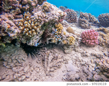 Close up view of Devil firefish or common lionfish (Pterois miles) at coral reef.. Close up view of Devil firefish or common lionfish (Pterois miles) at coral reef.. 97019119