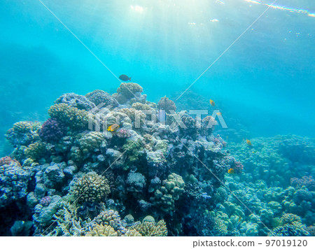 Underwater life of reef with corals and tropical fish. Coral Reef at the Red Sea, Egypt. Underwater life of reef with corals and tropical fish. Coral Reef at the Red Sea, Egypt. 97019120