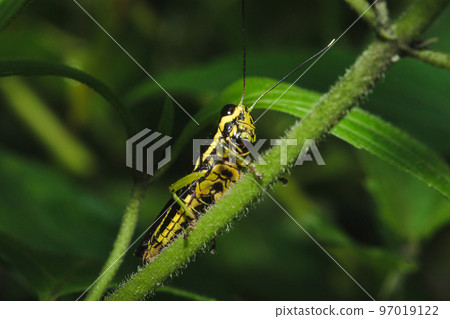 Patanga grasshopper on the grass, Patanga succincta body is brown interspersed with dark brown on both cheeks. Patanga grasshopper on the grass, Patanga succincta body is brown interspersed with dark brown on both cheeks. 97019122
