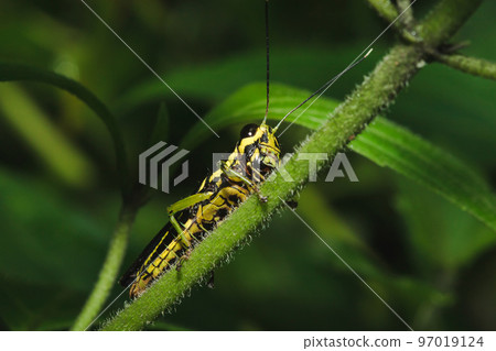 Patanga grasshopper on the grass, Patanga succincta body is brown interspersed with dark brown on both cheeks. Patanga grasshopper on the grass, Patanga succincta body is brown interspersed with dark brown on both cheeks. 97019124