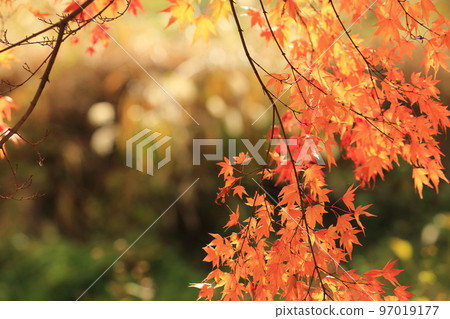 Autumn leaves Mount Myogi Autumn leaves Mount Myogi 97019177