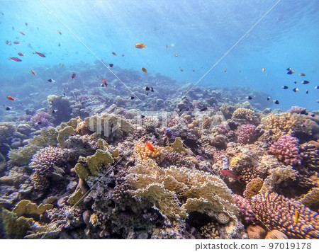 Underwater life of reef with corals, shoal of Lyretail anthias (Pseudanthias squamipinnis) and other kinds of tropical fish. Coral Reef at the Red Sea, Egypt. 97019178