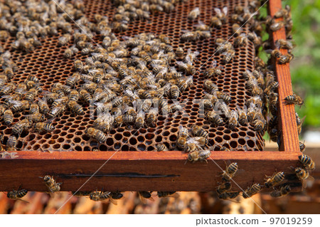 Working bees in a hive on honeycomb. Close up view of the working bees on honeycomb. . 97019259