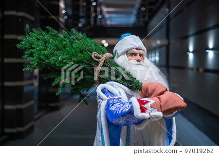 Russian Santa Claus carries a Christmas tree at night outdoors. Russian Santa Claus carries a Christmas tree at night outdoors. 97019262