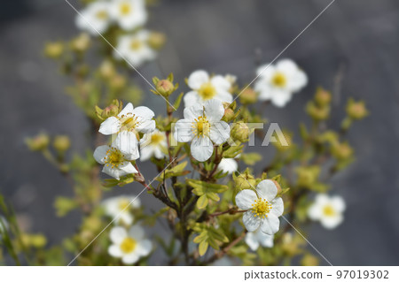 Shrubby Cinquefoil Abbotswood 97019302