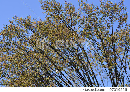 Hornbeam Fastiegata Hornbeam Fastiegata 97019326
