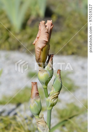 Tall bearded iris Far Corners 97019327