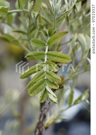 Sorb tree 97019337