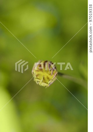 Sneezeweed Tom 97019338