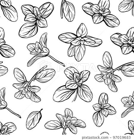 Basil Pattern. Italian herbs.A sprig of marjoram Basil Pattern. Italian herbs.A sprig of marjoram 97019683