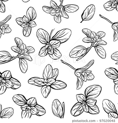 Basil Pattern. Italian herbs.A sprig of marjoram 97020048