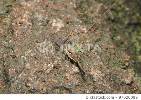 The camouflaged brown grasshopper blends in with the tree surface. 97020089