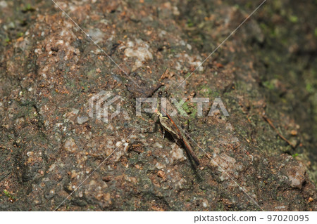 The camouflaged brown grasshopper blends in with the tree surface. The camouflaged brown grasshopper blends in with the tree surface. 97020095